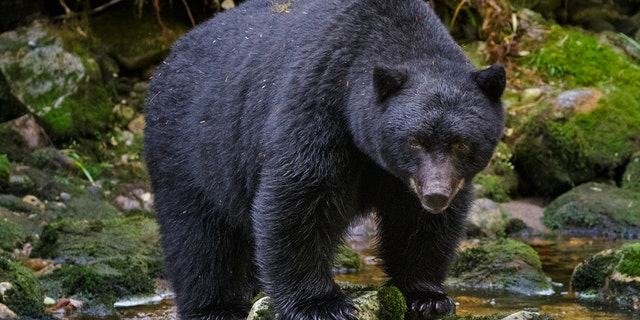 American black bear