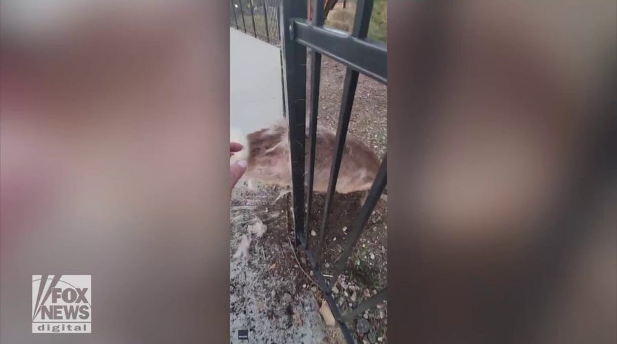 Couple stops to help animal in need: See the dramatic video