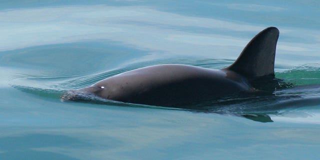 This undated file photo provided by The National Oceanic and Atmospheric Administration shows a vaquita porpoise.