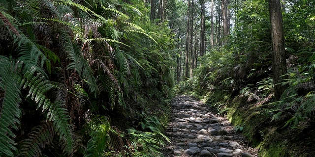 Kumano Kodo trail