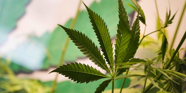 The leaves of a growing cannabis plant are seen at the Cannabis Museum in Berlin, Germany, on April 12, 2023. The German government presented scaled-back plans to liberalize the country's rules on cannabis.