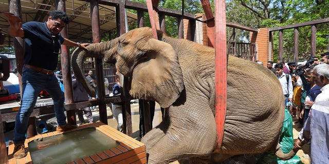 Veterinarians from the global animal welfare group, Four Paws, helped lift an elephant named Noor Jehan for her medical check-up at Karachi Zoo, in Karachi, Pakistan, on April 5, 2023.