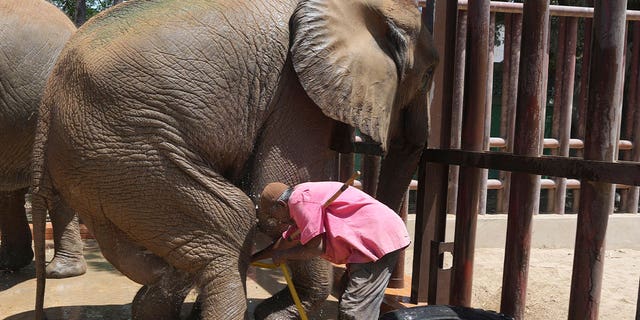 A zookeeper washes Noor Jehan, an elephant at Karachi Zoo, in Karachi, Pakistan, on April 4, 2023. Foreign vets from Austria and Egypt visited the sickly elephant amid widespread concerns over her well-being and living conditions.