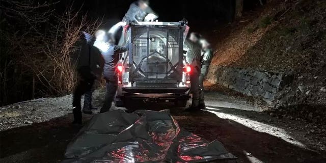 JJ4, a brown bear who mauled a runner in Italy, is captured in a bear trap by the Trentino Forest Service.