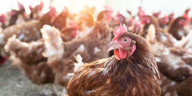 FILE - A Chinese man was sentenced to prison after he snuck onto his neighbor's property and scared 1,100 chickens to death.