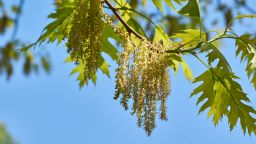 Red oak (lat. Quercus rubra) blooms, inflorescences bloom. Red oak (lat. Quercus rubra) is a tree, a species of the genus Oak of the Beech family (Fagaceae). Spring.