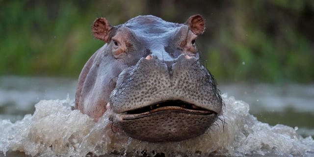 A hippo swims in the Magdalena river in Puerto Triunfo, Colombia, on Feb. 16, 2022.