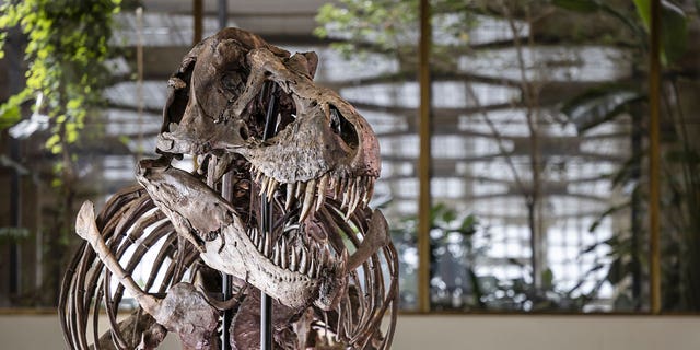 The skeleton of Tyrannosaurus rex named Trinity is seen at the Tonhalle Zurich concert hall on March 29, 2023, in Switzerland. The skeleton will go up for auction in Zurich.