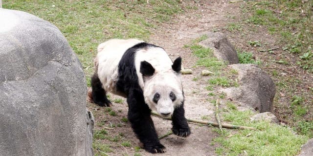 Ya Ya, a Giant Panda is shown at the Memphis Zoo Saturday, April 8, 2023, in Memphis, Tennessee. About five hundred people attended a farewell party for the Panda. 