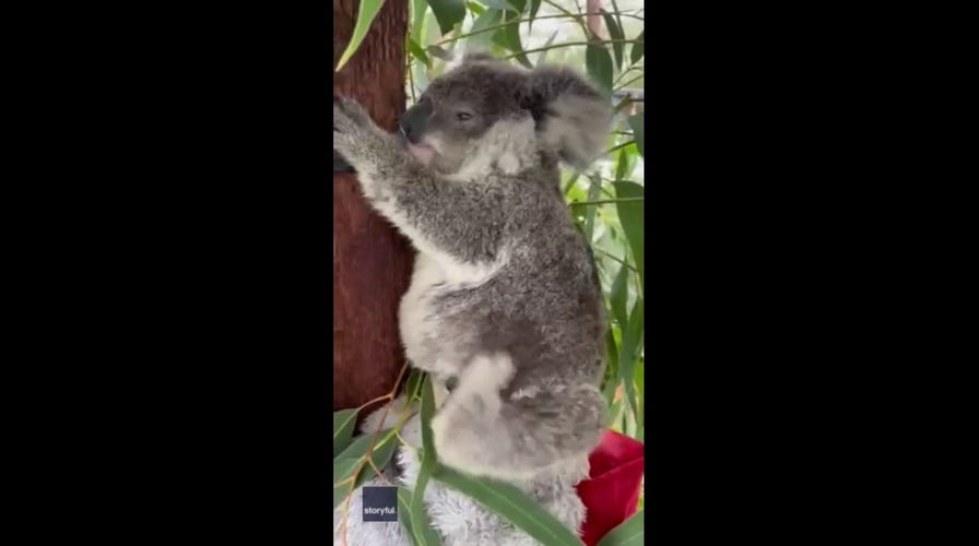 Koala caught scratching some itches in adorable video