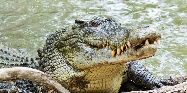 closeup shot on saltwater crocodile 