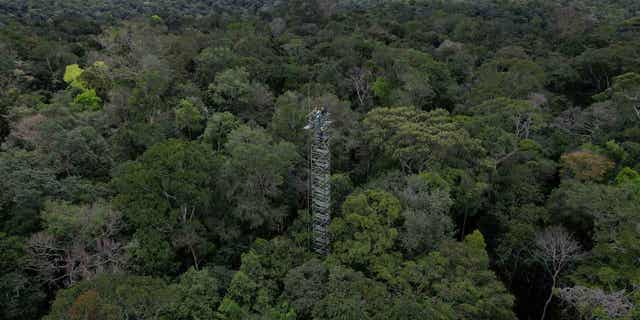 Brazil rainforest