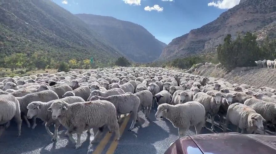 Utah national forest roadway blocked by large herd of sheep