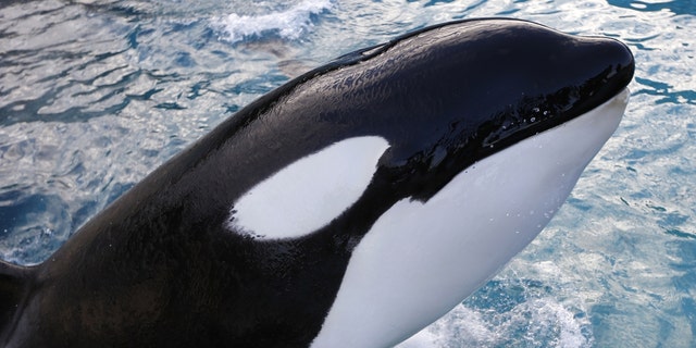 An orca swims