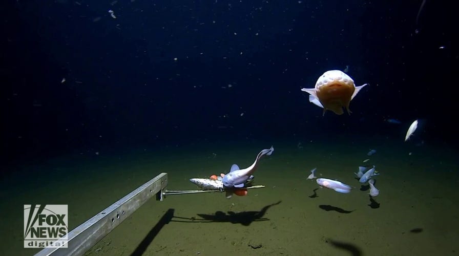 New record set for deepest fish ever filmed: See the amazing video!