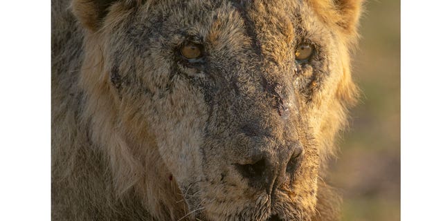 Kenya Lions Killed