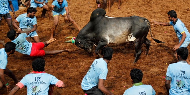 India Bull Taming Sport