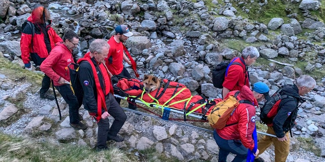 rescuers carrying dog down mountain path