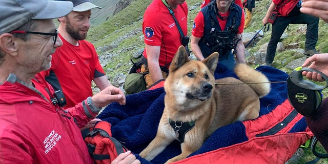 rescuers with dog on mountain