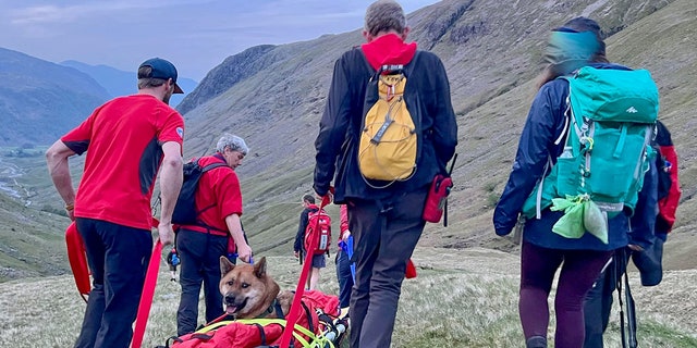 rescuers pulling dog on sled