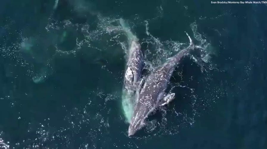 Killer whales caught on camera attacking gray whales: See the shocking video