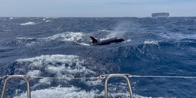 killer orcas off the coast of Morocco