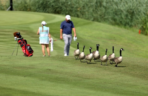 Geese waddle along the sixth hole at the Celtic Manor Resort as Jack Senior prepares to play his third shot during day one of the Cazoo Open supported by Gareth Bale in Newport, Wales in 2021. 