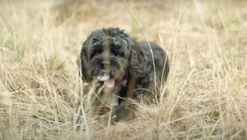 Marlo the cavapoo has helped owner Charles Jefferson gather over golf 6,000 balls from two courses around London. But he's not the only animal in the world that enjoy's a front-row seat to golf action.