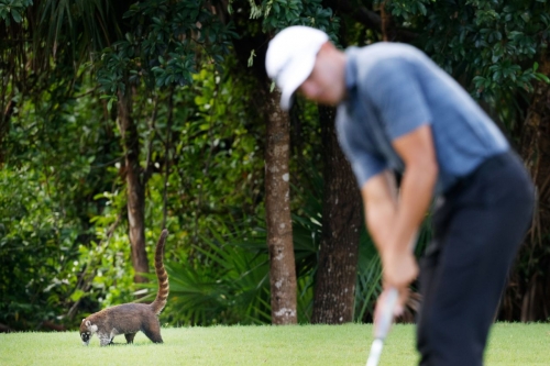 A coatimundi is seen as Joseph Bramlet putts on the first green during the first round of the World Wide Technology Championship at Mayakoba on the El Camaleon course in Playa del Carmen, Mexico in 2021.