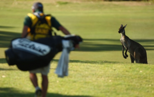 A kangaroo is seen during day one of the 2009 Johnnie Walker Classic held at The Vines Resort and Country Club in Perth, Australia. 