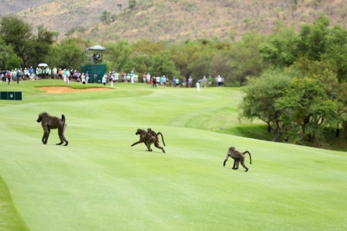 Baboons cross a fairway during day two of the Nedbank Golf Challenge at Gary Player CC in Sun City, South Africa in 2016.  