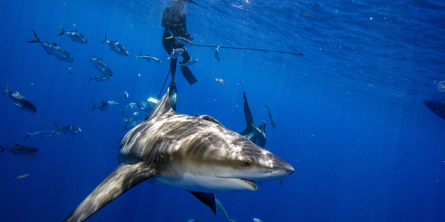 Bull shark swimming in water