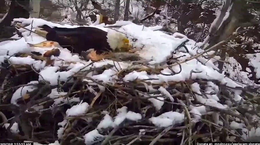 Bald eagle nest knocked out: Watch strong winds wipe out birds' home