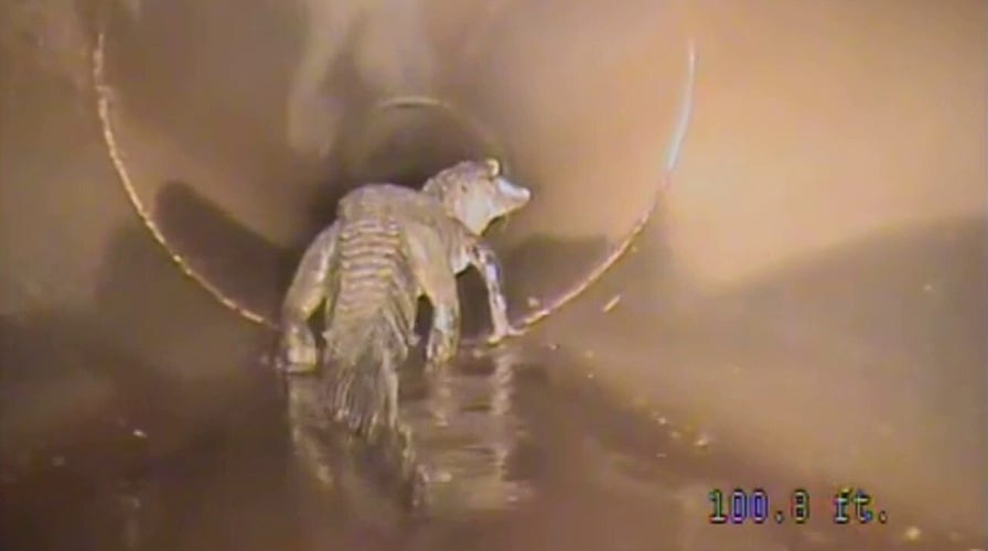 Florida alligator found wandering inside stormwater pipe, city says