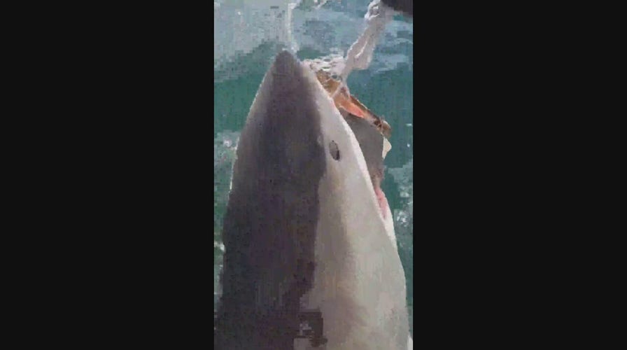 Giant Great White Shark lunges at boat off of South Africa