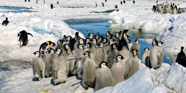 Emperor penguin chicks