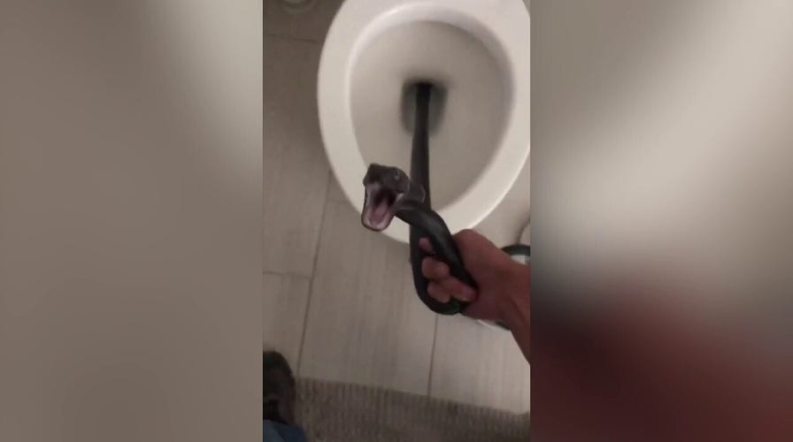 Arizona woman finds huge snake in toilet