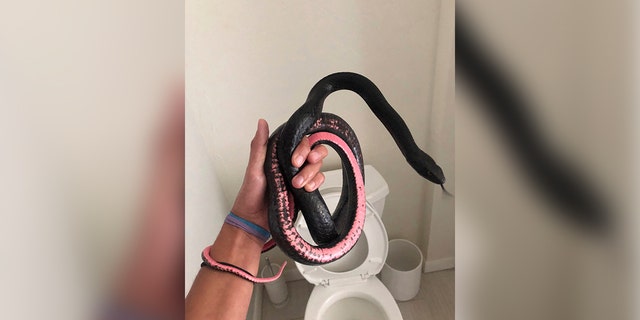 Pest control employee removes snake from toilet