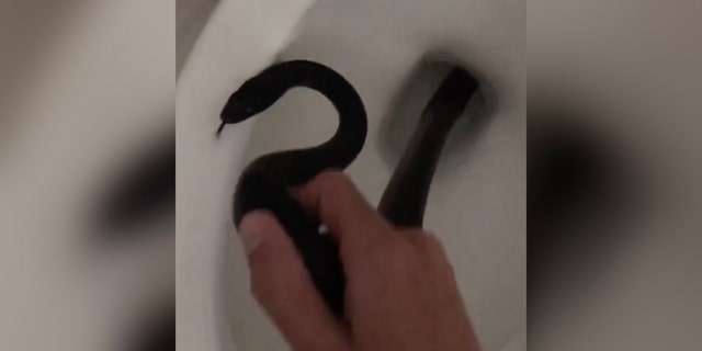 Person grabbing a snake out of a toilet