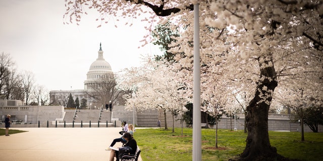 Washington DC Capitol Spring Cherry Blossoms