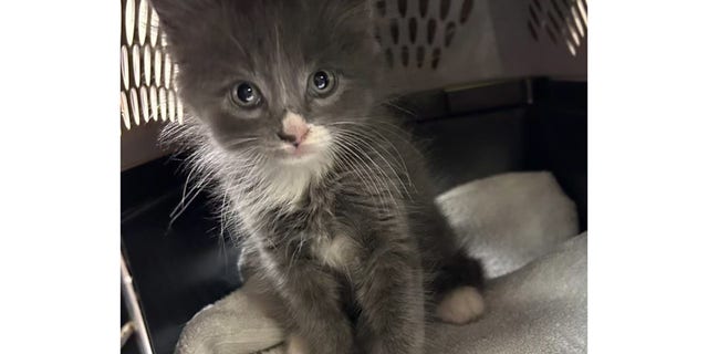 Cat found in suspected stolen vehicle in Connecticut