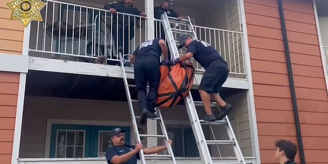 rescuers carrying dog off balcony