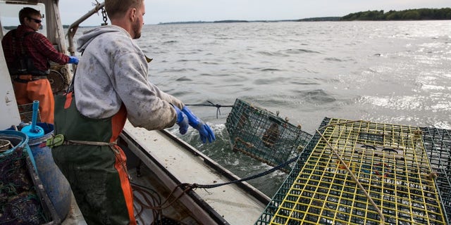 lobsterman reeling in trap