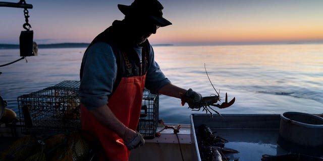 lobsterman at twilight in boat holding lobster