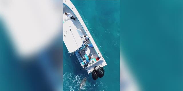 Bull shark attacks fishing boat off coast of Palm Beach, Florida