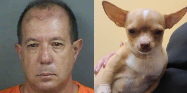 Florida fake veterinarian kills dog