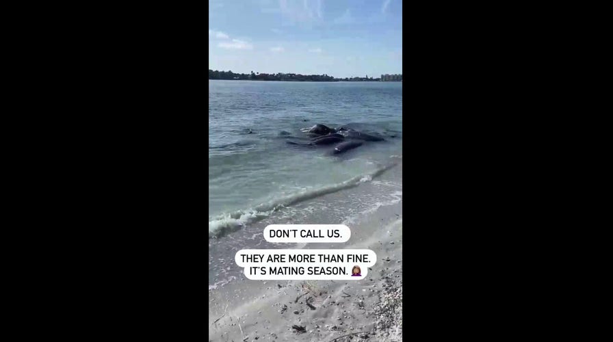 Florida sheriff’s office urges public to stop calling 911 over manatee sex rituals