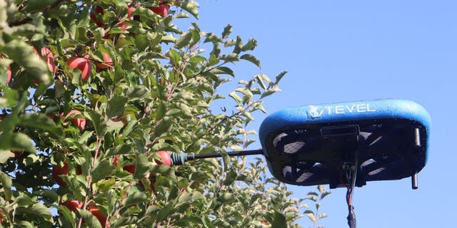 Robot picks fruit from tree