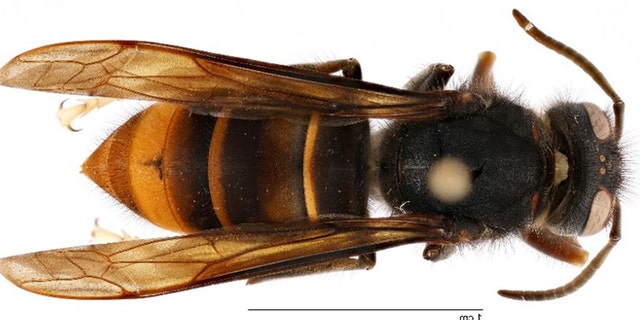 yellow-legged hornet attacks honeybees