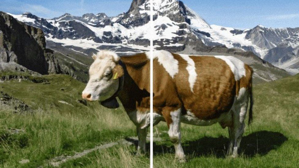 two images of a cow, on the right it has the watermark on the left there is no watermark, but it's imperceptible to human eye